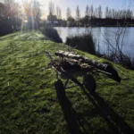 Nettoyage de l'étang le 28 février 2026